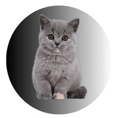 Collection image for: PET